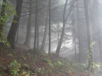 La magia del bosco La magia del bosco