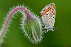 Targata 2013...  ;)

Aricia agestis (Denis & Schiffermller, 1775)

www.rossidaniele.com

Canon EOS 7D + Sigma 180mm f/3.5 EX DG HSM Macro
f14 - 0.8s - ISO 160
27.04.2013 ore 7.38
Suggerimenti e critiche sempre ben accetti
[url=http://www.rossidaniele.com/HR/_MG_3330copia-mdc-1500.jpg]Versione HR[/url]