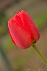 Tulipano rosso Tulipano rosso