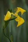iris pseudacorus