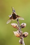 Bombylius cinerascens Bombylius cinerascens