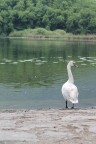 lake lake