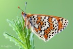 Melitaea cinxia (Linnaeus, 1758) Melitaea cinxia (Linnaeus, 1758)