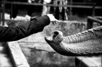 nascita di un amicizia nascita di un amicizia