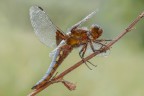 Orthetrum coerulescens- Orthetrum coerulescens-