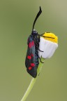 Zygaena filipendulae Zygaena filipendulae
