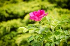Nature Nature
