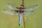 Libellula depressa 2 Libellula depressa 2