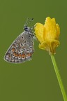 Polyommatus Icarus maschio Polyommatus Icarus maschio