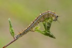 Malacosoma neustria Malacosoma neustria