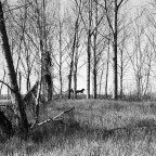 Senza titolo Senza titolo