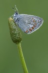 Polyommato femmina Polyommato femmina