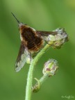 Bombylius Bombylius