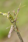 Empusa pennata Empusa pennata