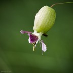 Il lampione Il lampione