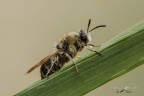 Stratiomys longicornis Stratiomys longicornis