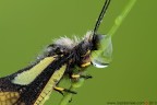 Libelloides coccajus (Denis & Schiffermller, 1775)

www.rossidaniele.com

Canon EOS 7D + Sigma 180mm f/3.5 EX DG HSM Macro
f16 - 1s - ISO 200
18.05.2013 ore 6.25
Suggerimenti e critiche sempre ben accetti
[url=http://www.rossidaniele.com/HR/_MG_3357copia-mdc-1500.jpg]Versione HR[/url]