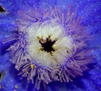 E' una anemone di mare macrofotografata sott'acqua ?!?!