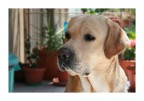labrador retriever labrador retriever
