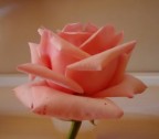 LA ROSA LA ROSA