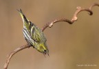 Lucherino eurasiatico (Carduelis spinus) - maschio Lucherino eurasiatico (Carduelis spinus) - maschio