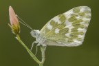 Anthocharis Cardamines Anthocharis Cardamines