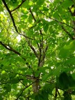 Perdersi nel verde Perdersi nel verde