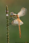 Sympetrum fonscolombii (Slys, 1840) (Odonata - Libellulidae)

www.rossidaniele.com

Canon EOS 7D + Sigma 180mm f/3.5 EX DG HSM Macro
f14 - 1/13 - ISO 100
08.09.2012 ore 7.46
Suggerimenti e critiche sempre ben accetti
[url=http://www.rossidaniele.com/HR/_MG_3167copia-mdc-1500.jpg]Versione HR[/url]