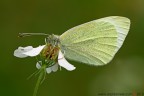 Pieris brassicae (Linnaeus, 1758)

www.rossidaniele.com

Canon EOS 7D + Sigma 180mm f/3.5 EX DG HSM Macro
f13 - 1/8 - ISO 160
20.04.2013 ore 6.13
Suggerimenti e critiche sempre ben accetti
[url=http://www.rossidaniele.com/HR/_MG_3325copia-mdc-1500.jpg]Versione HR[/url]