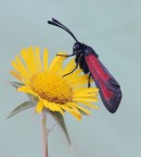 zygaena zygaena