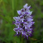 Orchidea selvatica di cui non conosco il nome  ma che da noi viene chiamata degli ometti a causa della forma dei fiori.
E' stato uno scatto veloce durante una passeggiata, alla prossima occasione spero di fare meglio.