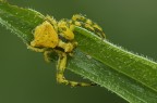 Yellow crab spider Yellow crab spider