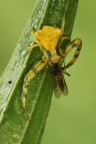 Thomisidae con preda Thomisidae con preda