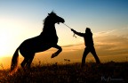 Silhouette a cavallo
