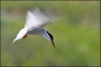 Ciao a tutti, altro tentativo di panning abbastanza insolito. peccato x non essere riuscito a "trovare" l'occhio nel nero del capo........ma non si pu avere tutto !!!!!

Canon 1D MK IV + canon 500 mm + 1.4 x 
iso 100 tv 1/80 av 13.0 mano libera

alla prossima...

Luca