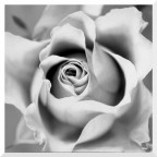 rosa in chiave alta rosa in chiave alta