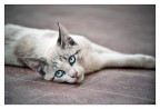 Gattina con occhi turchesi Gattina con occhi turchesi