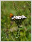 Butterfly Butterfly