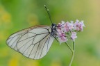 Candida Aporia Candida Aporia
