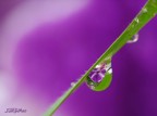 Verde / (Bianco e Lilla)