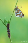Melitaea cinxia (Linnaeus, 1758) Melitaea cinxia (Linnaeus, 1758)