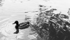 Duck's back ripples Duck's back ripples