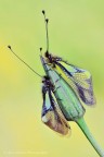 Libelloides coccajus Libelloides coccajus