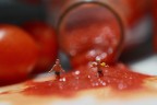 Fuga dal pomodoro Fuga dal pomodoro