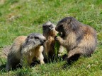 marmotte marmotte