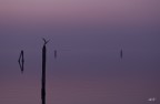 Non mi  servito nessun intervento in post, tranne un p di mdc dopo il ridimensionamento. Foto scattata durante un tramonto sulla laguna veneziana nel mese di marzo.