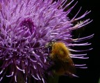 il colore viola il colore viola