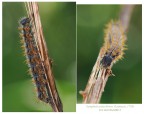 Nymphalis polychloros (Linnaeus, 1758) Nymphalis polychloros (Linnaeus, 1758)