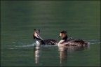 Ciao a tutti, famigliola di svassi all'ora di pranzo !!

Canon 1D MK IV + Canon 500 mm + 1.4 x mano libera
tv 1/1600 av 5.6 iso 400

alla prossima .....

Luca