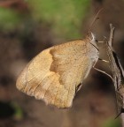 farfalla noce... farfalla noce...